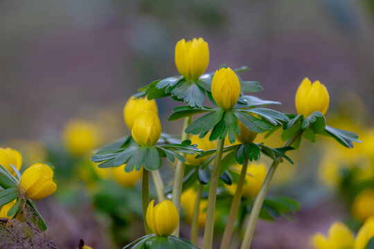 Selective focus of yellow small flower in garden, Eranthis hyemalis the winter aconite is a species of flowering plant in the buttercup family Ranunculaceae, Nature foral background.