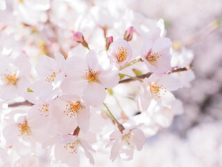 桜の花のある風景