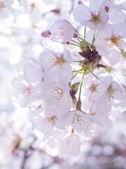 桜の花のある風景