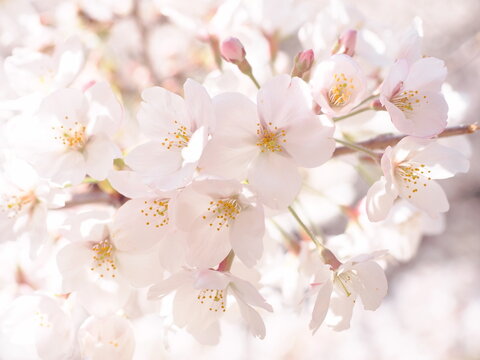 桜の花のある風景