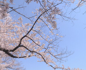 桜の花のある風景