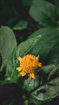 close up photo of Acmella flower plant. One of the known species is Acmella oleracea