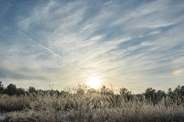 Naklejka na ściany i meble Frosty plants in the foreground and cirrus clouds around the sun and a sundog in the sky in the morning.