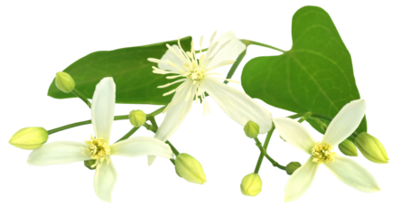Clematis flammula or sweet-scented virgin's bower