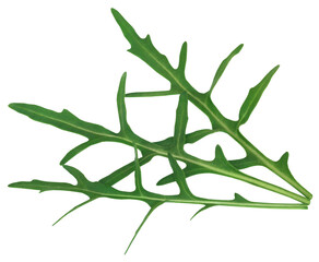 Fresh arugula or rucola leaves