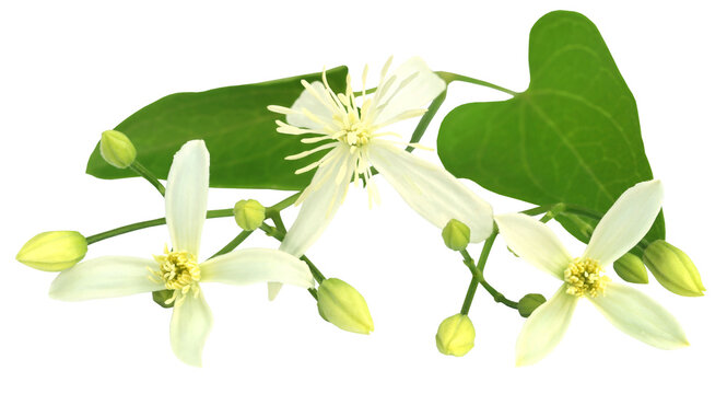 Clematis flammula or sweet-scented virgin's bower