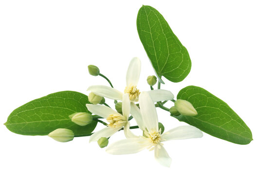 Clematis flammula or sweet-scented virgin's bower