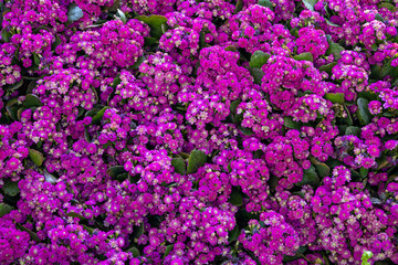 Florist Kalanchoe Kalanchoe blossfeldiana (Flaming Katy plant ) coral Purple and pink flowers background pattern. Colorful small Kalanchoe flowers