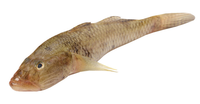 Tank goby of popular Bele fish of Indian subcontinent