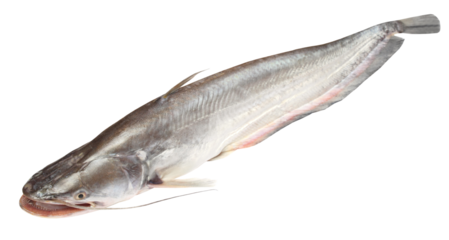 Boal fishes over white background