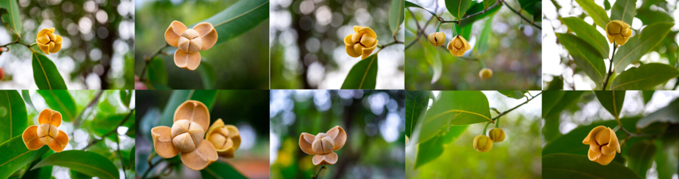Collection of Melodorum fruticosum leaf and yellow flower on blurred background.Fragrant flowers.White cheesewood, Devil tree, Flowers in Sisaket Province,Thailand