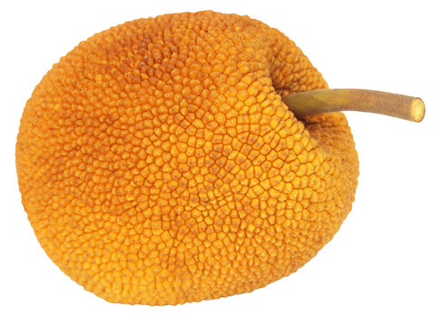 Wild Jackfruit Of Southeast Asia