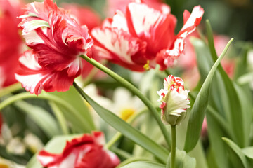 Pink tulips with white fringe blooms in the garden in April