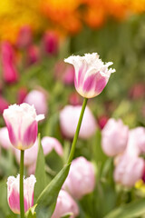 Pink tulips with white fringe blooms in the garden in April