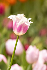 Naklejka premium Pink tulips with white fringe blooms in the garden in April