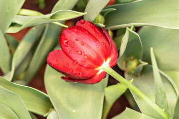 Red tulips blooms in the garden in April