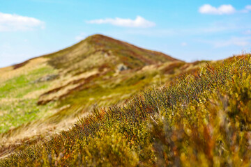 spring panorama of colorful mountains  vegetation coming back to life  european mountains covered with colorful plants © Lens Down Under