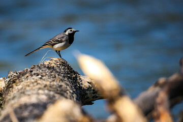 The sweet grey wagtail stands on a tree trunk by a river looking for insects to eat; sweet wildlife of europe