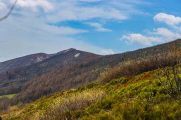 colourful panorama of mountains during spring; mountain plants coming to life and blooming in the European mountains, bieszczady, poland