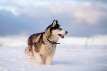 black and white siberian husky with blue eyes walks in the snow in winter against the background of the evening sky