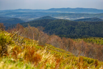 colourful panorama of mountains during spring; mountain plants coming to life and blooming in the European mountains, bieszczady, poland