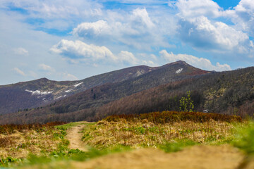 colourful panorama of mountains during spring; mountain plants coming to life and blooming in the European mountains, bieszczady, poland