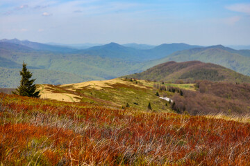 colourful panorama of mountains during spring; mountain plants coming to life and blooming in the European mountains, bieszczady, poland