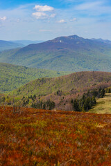Fototapeta premium colourful panorama of mountains during spring; mountain plants coming to life and blooming in the European mountains, bieszczady, poland