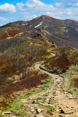 scenic path through the mountains with colorful plants during spring  european vegetation coming back to life © Lens Down Under