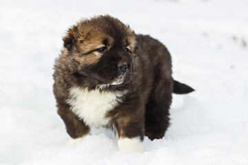 Cute Puppy Caucasian Shepherd Dog having fun in snow