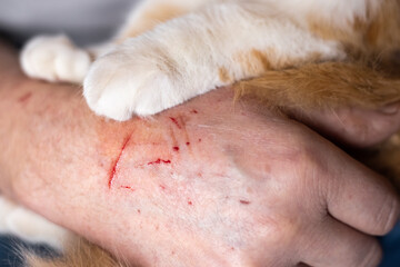 The scratched hand of the pet owner and the paws of the cat © Natalia