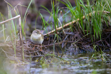 beautiful cute little bird willow warbler (Phylloscopus trochilus) sitting on a branch by a lake; cute european wild bird