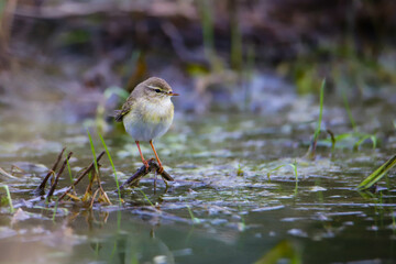 beautiful cute little bird willow warbler (Phylloscopus trochilus) sitting on a branch by a lake; cute european wild bird