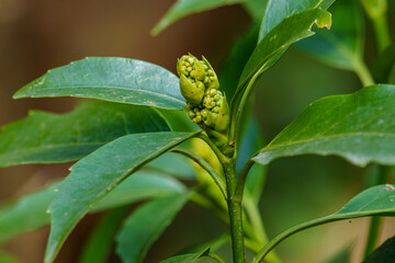 日差しを浴びるアオキの実