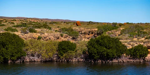 Crédence de cuisine en verre imprimé Parc national du Cap Le Grand, Australie occidentale panorama of cape range national park in western australia near exmouth, yardie creek area with large termite mounds