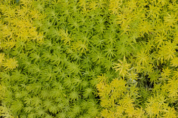 The background of many small green leaves in the Top View view looks beautiful and unusual. It is a natural background with bright green color and copy space for inserting text for advertising.