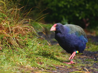 Very rare adult South Island Takahe (Porphyrio hochstetteri), an endangered New Zealand endemic flightless bird, with a blurred green background, in Southland, New Zealand