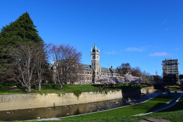 Beautiful pink cherry blossoms at the campus of the University of Otago - outside the historic...