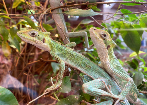 Cone-headed iguana (laemanctus longipes). Two green iguanas in the terrarium.