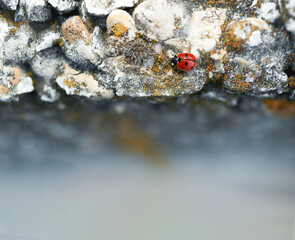 ladybug