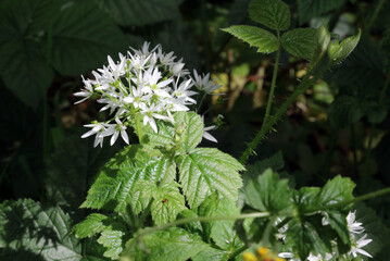 Closeup of sunlit Wild Garlic flowers, Derbyshire England
