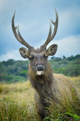 deer in the forest