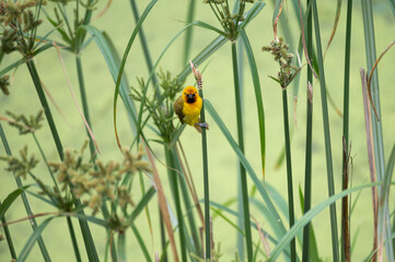 Ploceus ocularis - Spectacled Weaver - Tisserin à lunettes