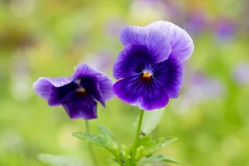 Tuinposter Adorable blooming pansies in summer garden on natural background © Marina