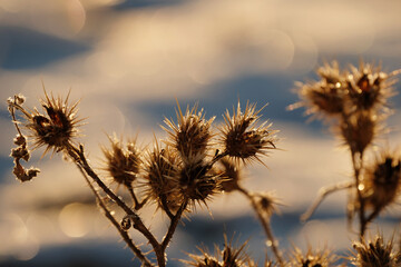 Buffalo bur noxious weed with blurred background during winter, closeup of plant.