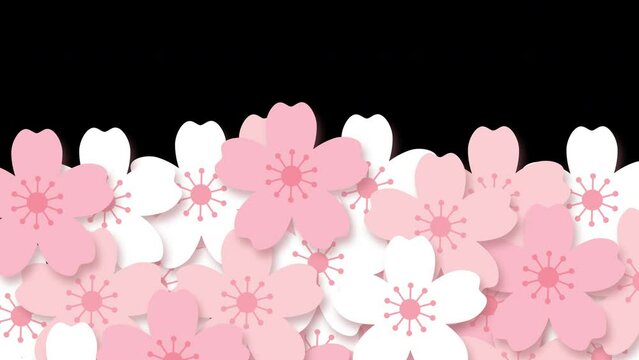 4K Cherry blossom transition animation. Pink Sakura cartoon motion graphic