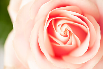 Fototapeta na wymiar macro pink rose soft focus background