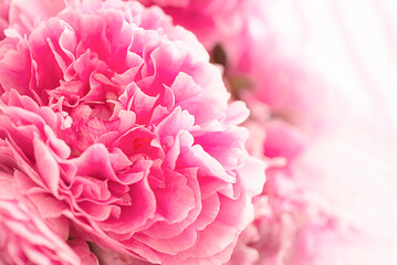 Beautiful pink peony flower macro