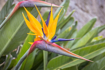 Bird of Paradise flower (Strelitzia)