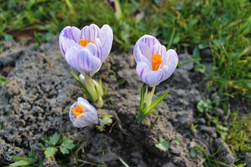 Close-up of blossoming crocuses photographed from above, blades of grass in the background.